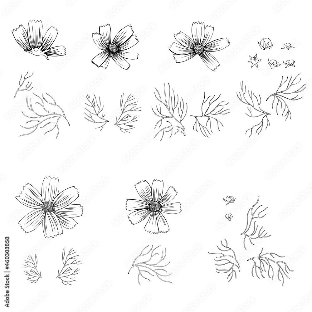 Cosmos flower, Kosmos flower, Kosmeya hand drawn doodle ink sketch, decorative illustration, wild astra, Cosmos plant set floral design for greeting card, wedding invitation, cosmetic packaging