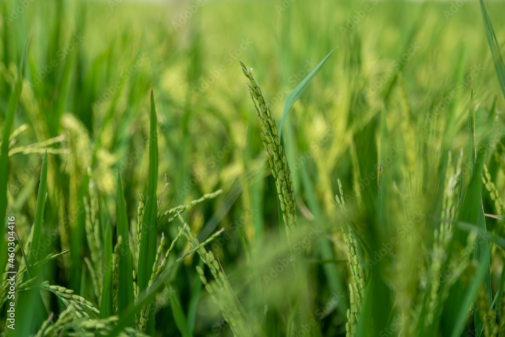 There are green rice fields in the countryside and immature rice There are green rice fields in the countryside and immature rice