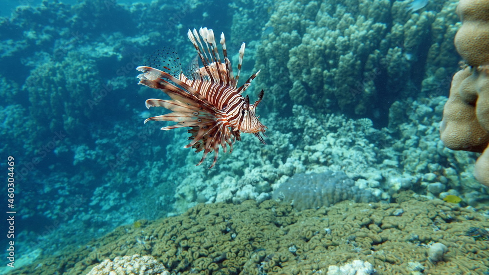 Lion Fish in the Red Sea in clear blue water hunting for food . Lion Fish in the Red Sea in clear blue water hunting for food .