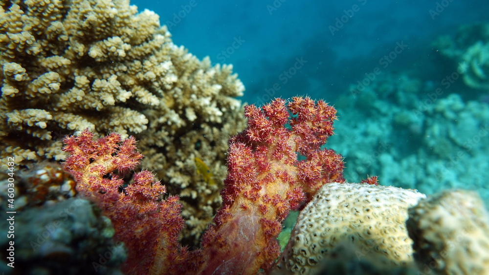 Fototapeta premium Beautiful coral reefs of the Red Sea.