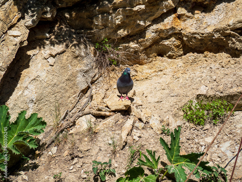 Bird in the mountains photo