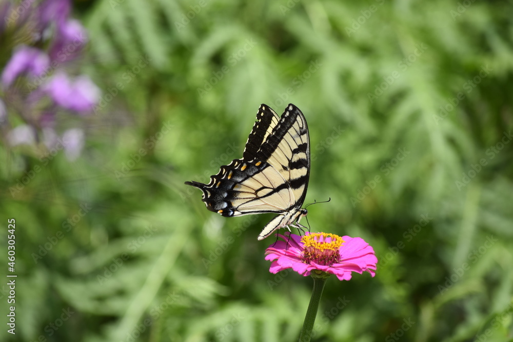 butterfly on a flower butterfly on a flower