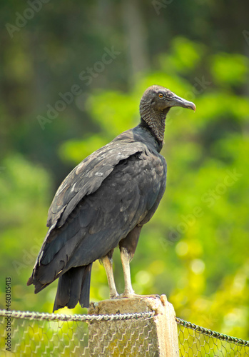 vulture in profile on a fence with green forest in the background