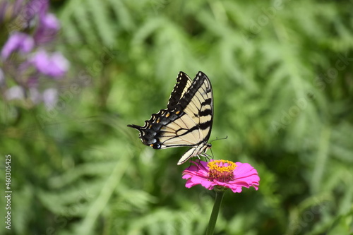 butterfly on a flower © MRoseboom