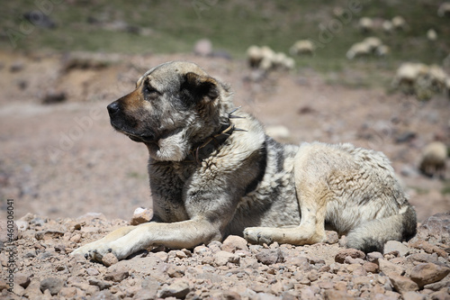 Kangal Shepherd Dog on duty photo