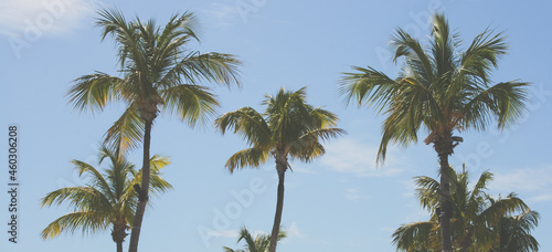 palm trees in key largo florida 
