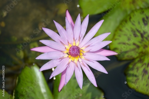 lotus flower in nature garden