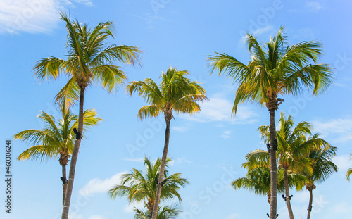 palm trees in key largo florida 