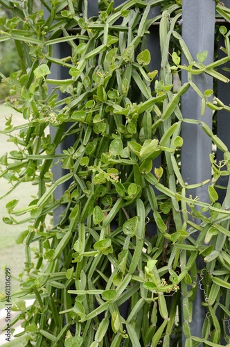 Cissus quadrangularis plants in nature garden photo