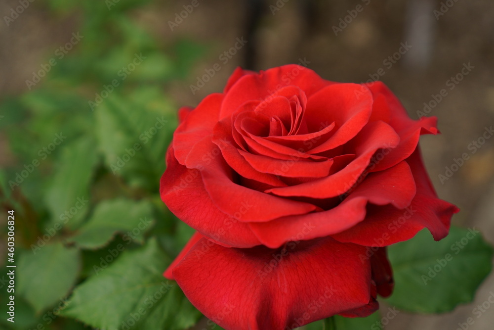 赤いバラの花のクローズアップ 赤いバラの花のクローズアップ