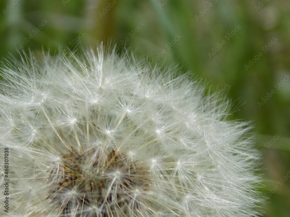 蒲公英 タンポポ たんぽぽ 綿毛 Dandelion fluff 蒲公英 タンポポ たんぽぽ 綿毛 Dandelion fluff