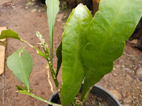 Brahma Kamal plant photo