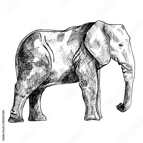 Elephant isolated on white background. Sketch graphic big animal savanna in engraving style.