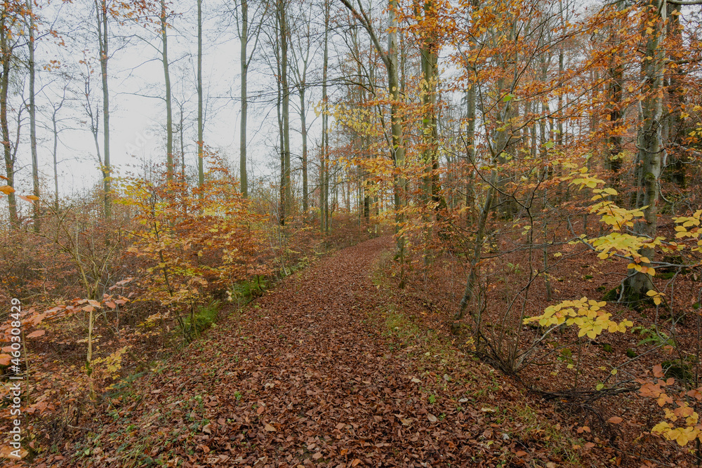 Path in Autumn Forest