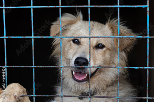 Portrait of a cheerful smiling dog sitting behind bars in a cage at an animal shelter. A cheerful animal in an aviary looks at the camera.