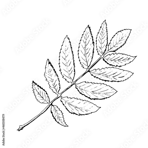 Vector hand-drawn a rowan leaf illustration. A detailed sketch of a leaf in the retro style. Vintage sketch element for the design of labels, packaging and postcards.