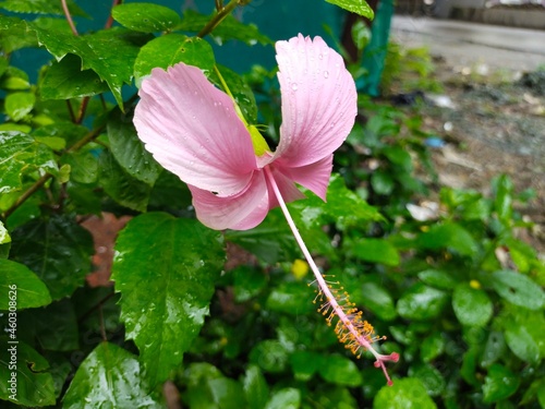 pink and white flower