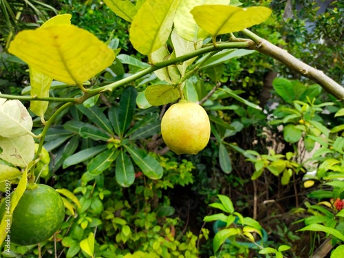 Lemon plant