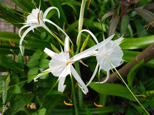 white butterfly on a flower