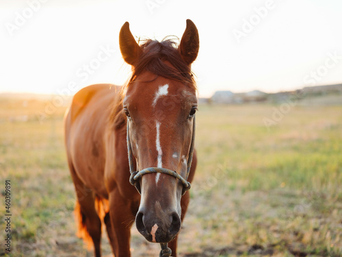 horse animal mammal in the field walk fresh air