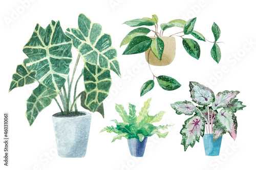 Hand painted house green plants in flower pots. Watercolor set of floral elements isolated on white. Watercolor botanical illustrations of potted house plant.