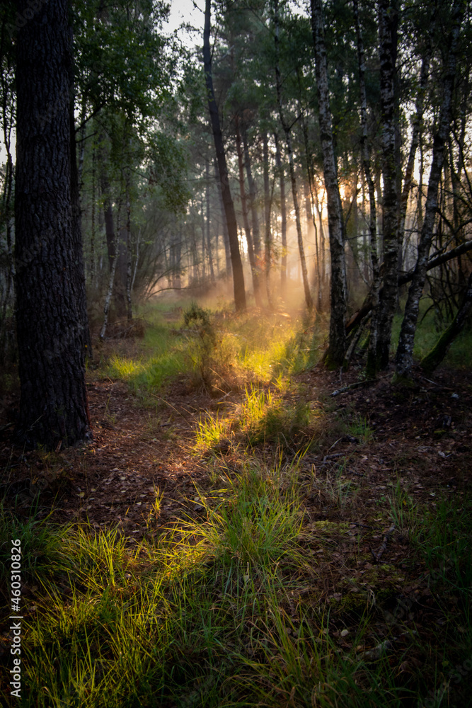 Obraz premium Sunrise