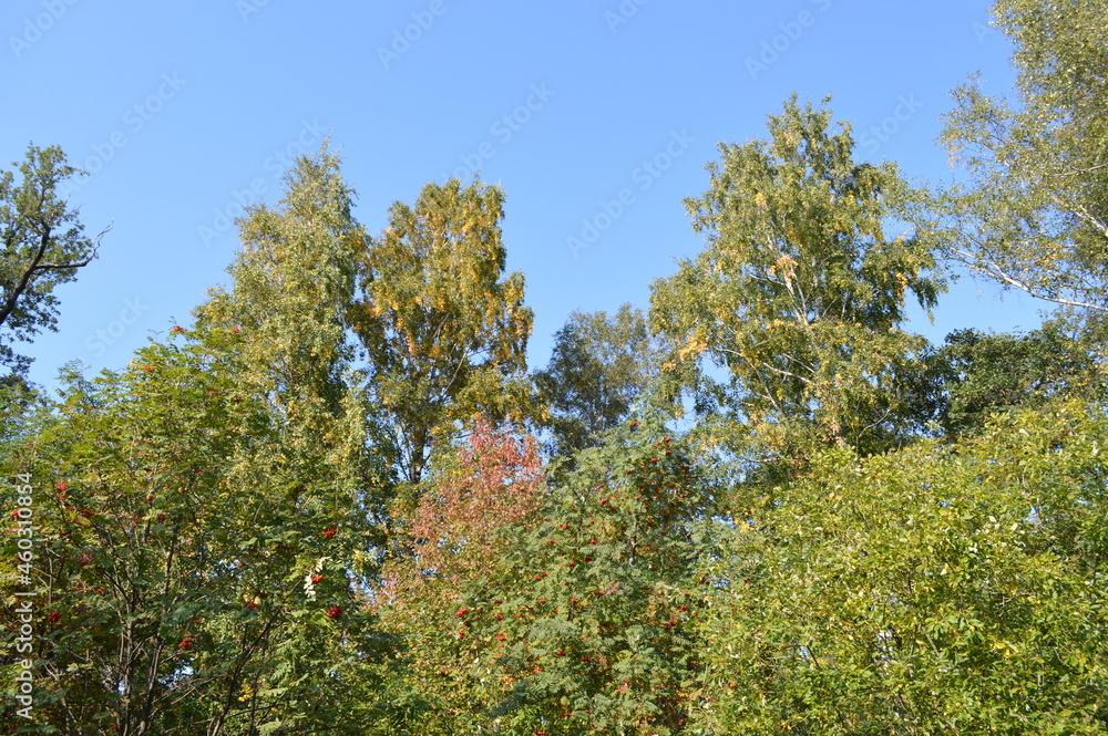 Naklejka premium Forest trees. nature green wood