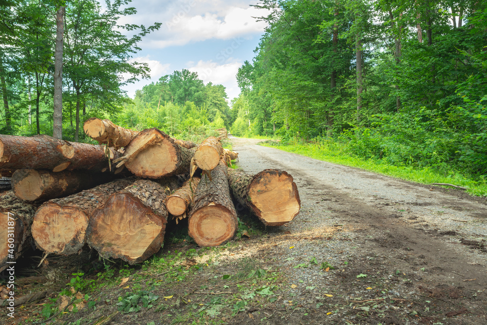 Felled trees lying next to the forest road Felled trees lying next to the forest road