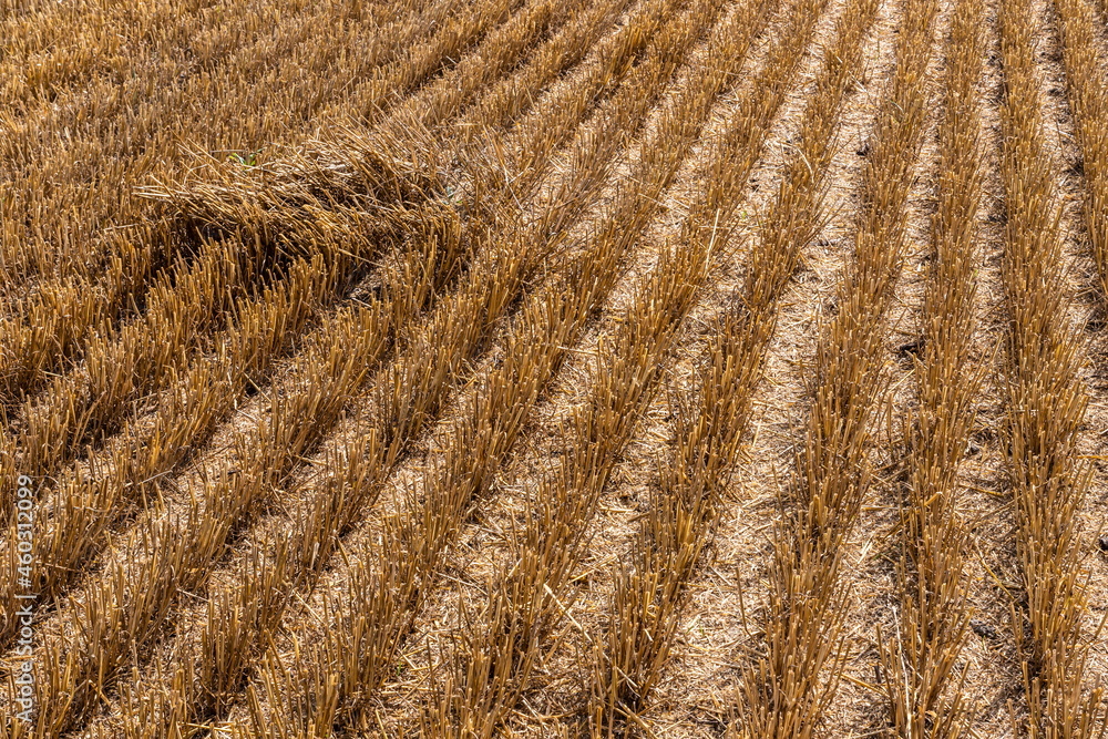 Stubble in the field after harvest. Cut stalks of cereals in the field. Slender rows of grain crops Stubble in the field after harvest. Cut stalks of cereals in the field. Slender rows of grain crops