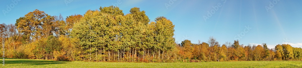 Weide im Herbst am Waldrand - Wiese mit Bäume Panorama