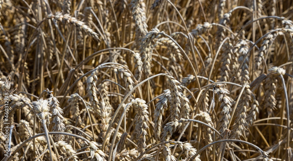 Fototapeta premium Field of Golden wheat under the blue sky and clouds