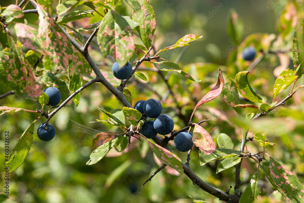 Blackthorn sloe or prunus spinosa growing on a tree branch Blackthorn sloe or prunus spinosa growing on a tree branch