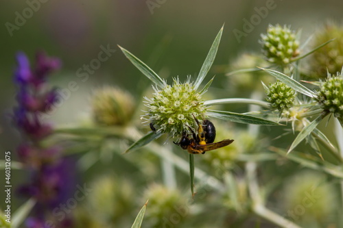Bee on flowers of eryngium. Bee pollinates a flower in the garden