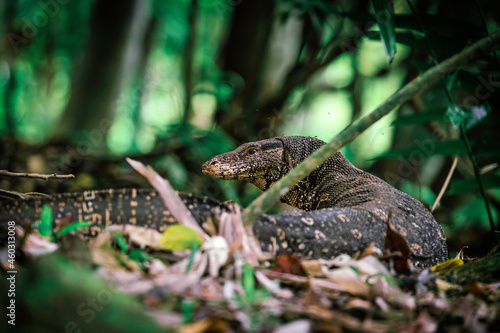 Asian water monitor - Varanus salvator also common water monitor, large varanid lizard native to South and Southeast Asia (kabaragoya, two-banded monitor, rice lizard, ring lizard, plain lizard.