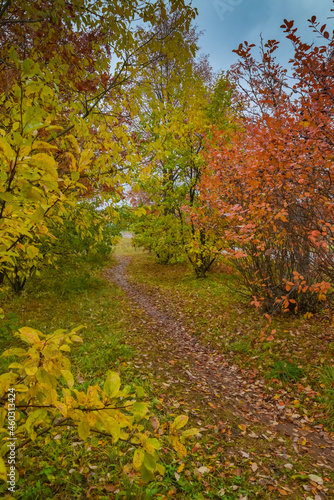 Autumn garden with path and orange and yellow leaves on trees 