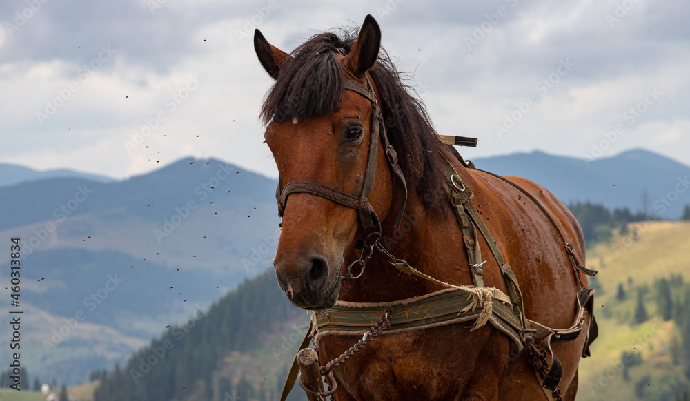 Obraz premium horse carriage in the Carpathian mountains. Ukraine