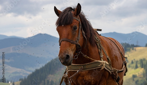 horse carriage in the Carpathian mountains. Ukraine © Oleh Marchak