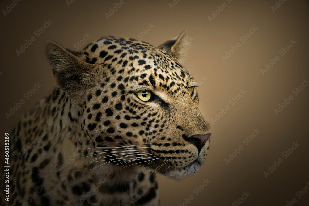 close up of leopard - obrazy, fototapety, plakaty 