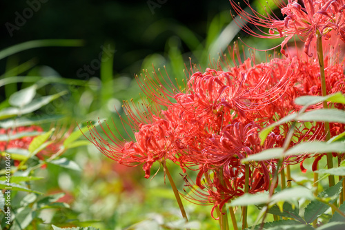 Red spider lily flowers in full bloom