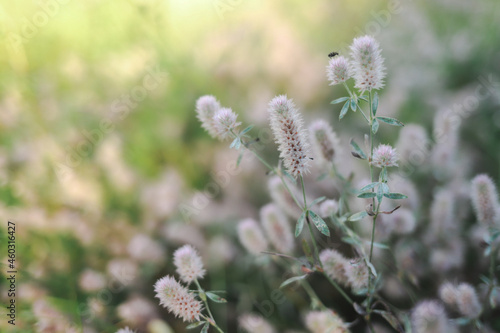 wildflowers in the setting sun