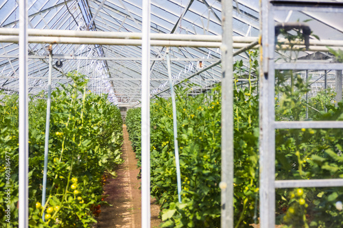 Horizontal shot of colorful vegetables and fruits growing vertically in a greenhouse photo