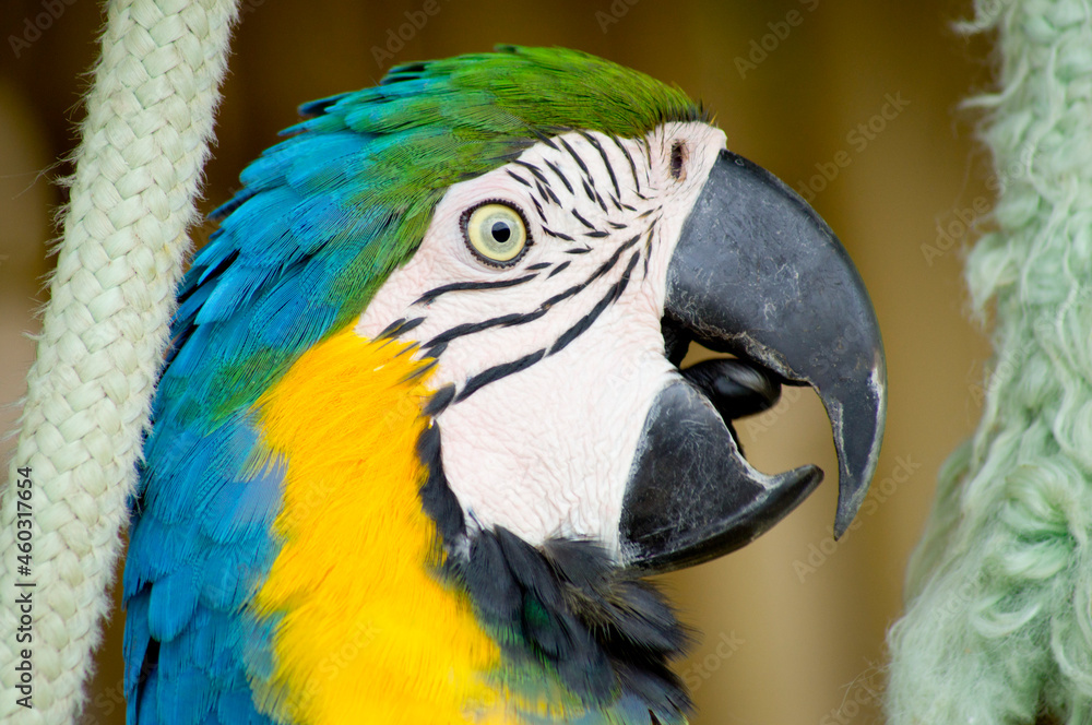 Fototapeta premium Blue and yellow macaw profile close up