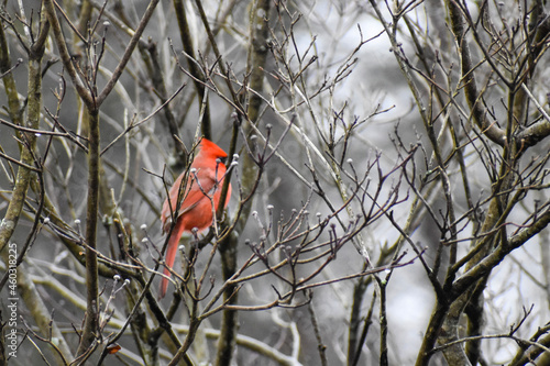 cardinal on a branch