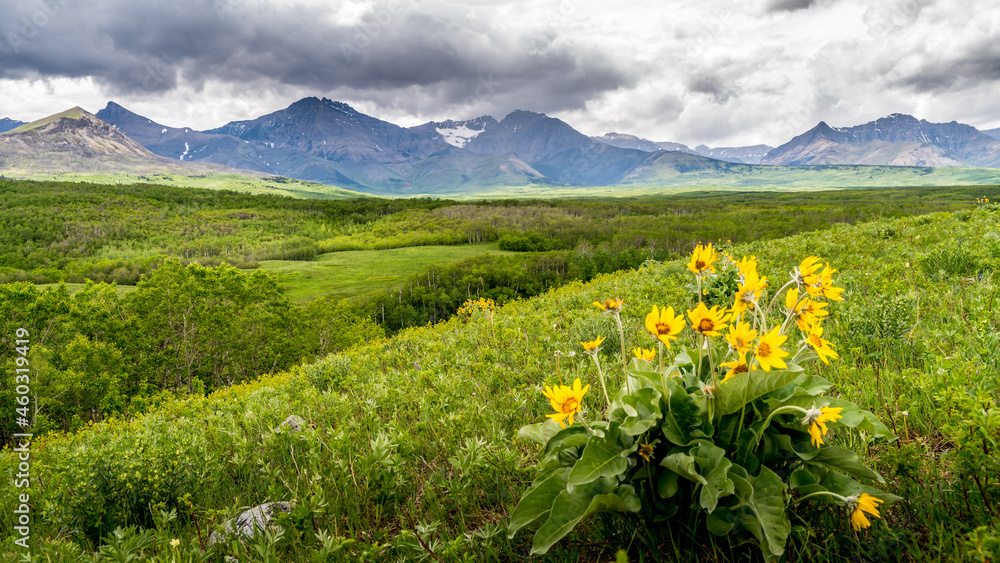 Wildflower and the Mountain Range of the Canadian Rockies in Waterton Lakes National Park, Alberta, Canada