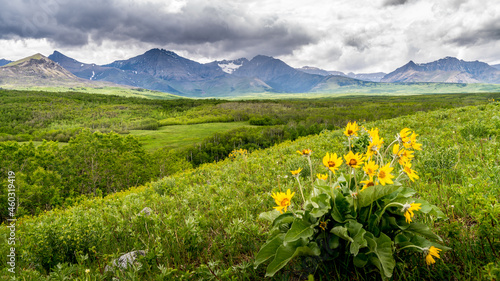 Wildflower and the Mountain Range of the Canadian Rockies in Waterton Lakes National Park  Alberta  Canada