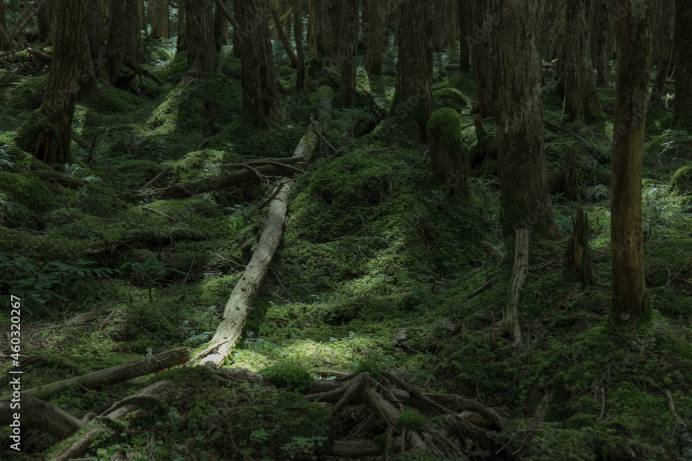Fototapeta premium 長野県白駒池の苔の森 秋