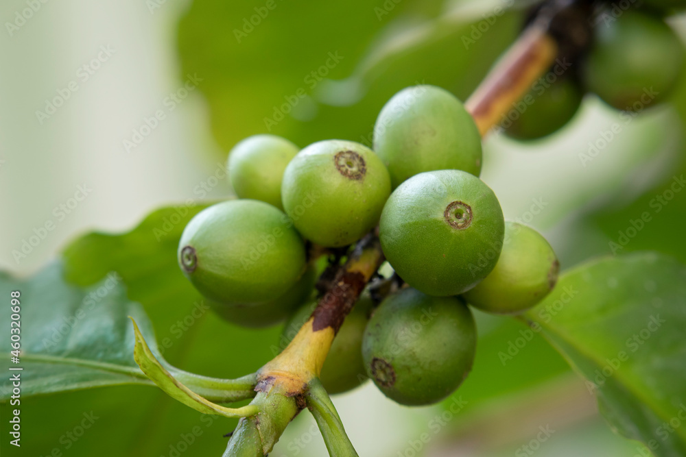 Fresh green unripe coffee beans growing on a plant outdoor close up Fresh green unripe coffee beans growing on a plant outdoor close up
