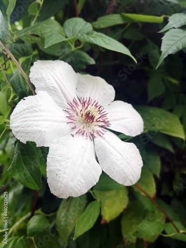 White flower in the garden - Clematis patens Morren & Decne. Ranunculaceae