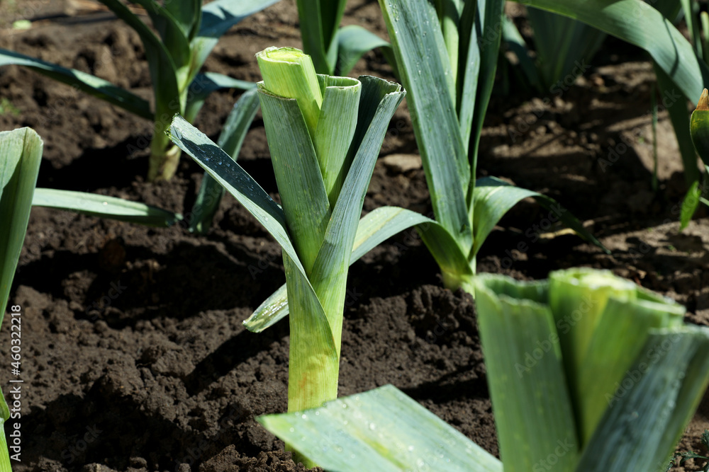 Fresh green leeks growing in field on sunny day Fresh green leeks growing in field on sunny day