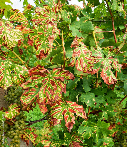 Grapevine stripe diseas eesca appear as dark red or yellow stripes on leaves photo